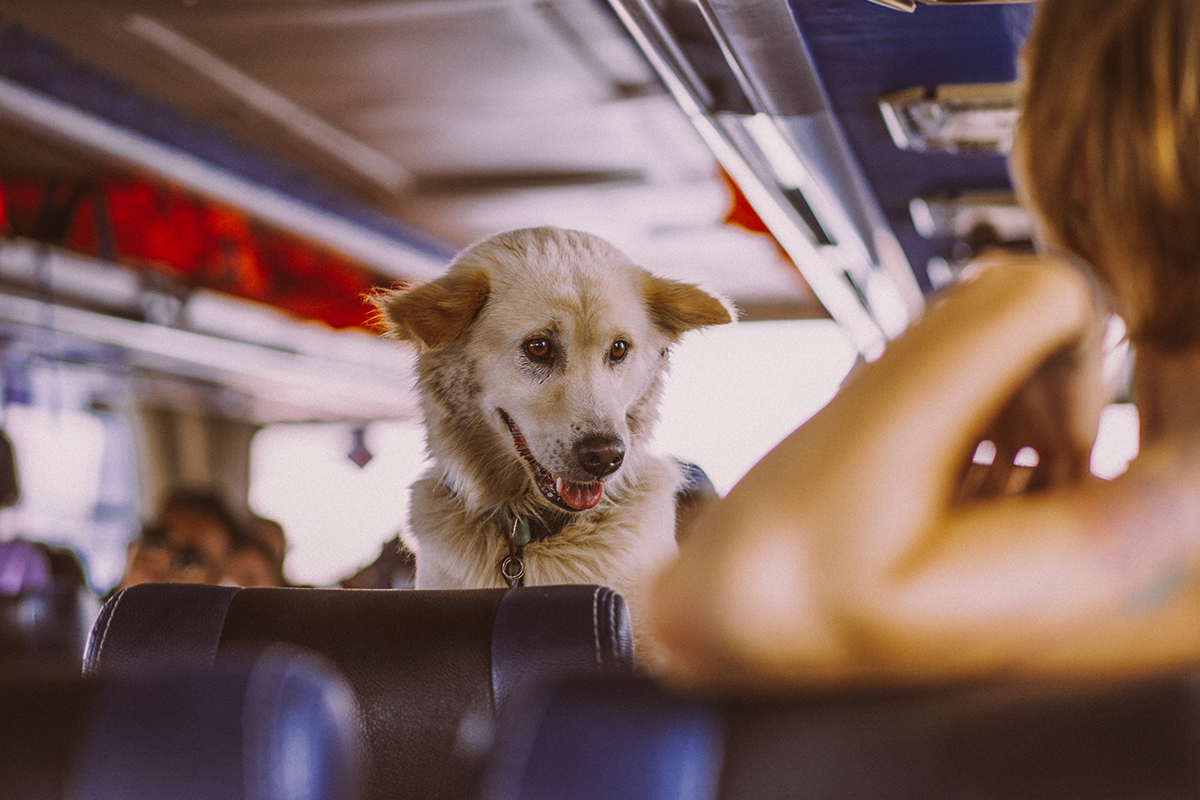Animal Transportation